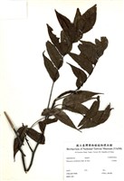 藏品(化香樹)的圖片